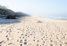 Surfrider Foundation Europe : La plage, bien plus qu’une étendue de sable